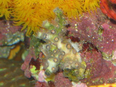 reef tank 003.jpg