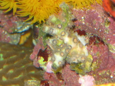 reef tank 004.jpg