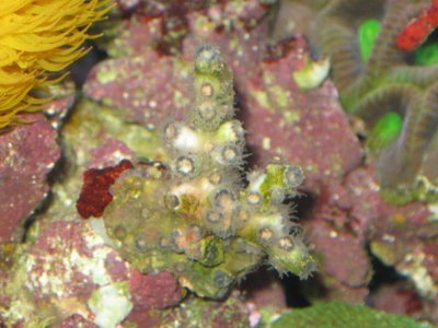 reef tank 007.jpg