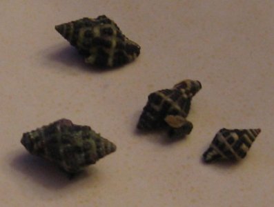 snails.jpg