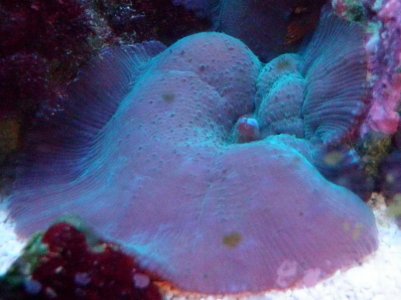 Purple Mushroom small.jpg