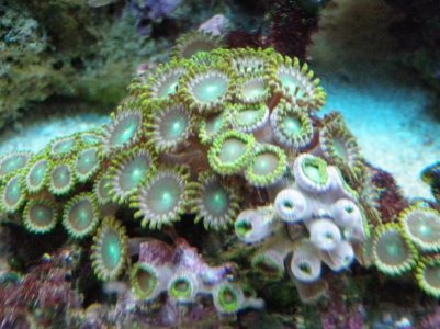 Green Zoanthids small.jpg