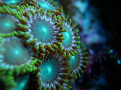 UW - Green Zoanthids 1 small.jpg