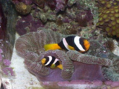 gSebaePair101305.jpg