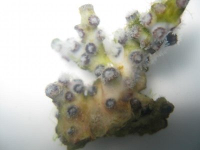 reef tank 018.jpg