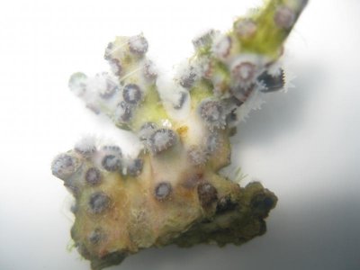 reef tank 027.jpg
