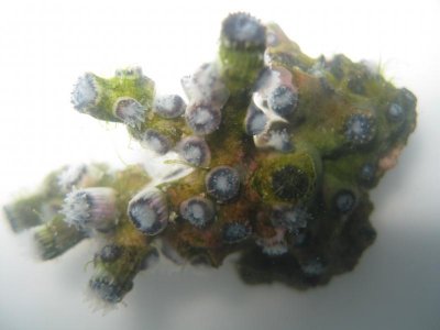 reef tank 007.jpg