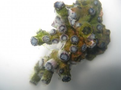 reef tank 028.jpg