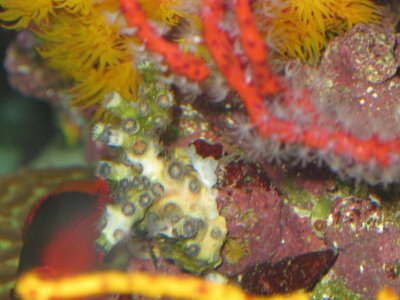 reef tank 035.jpg