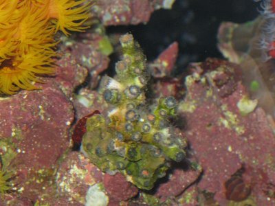reef tank 036.jpg