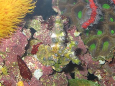 reef tank 053.jpg