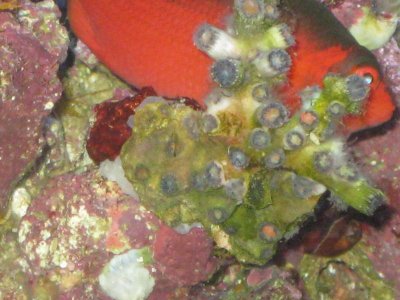 reef tank 060.jpg