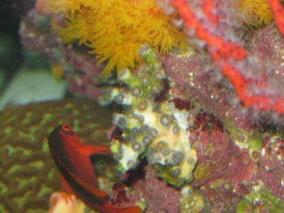 reef tank 061.jpg