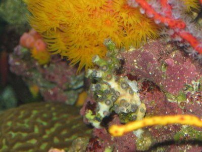 reef tank 062.jpg