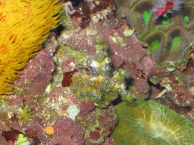 reef tank 064.jpg