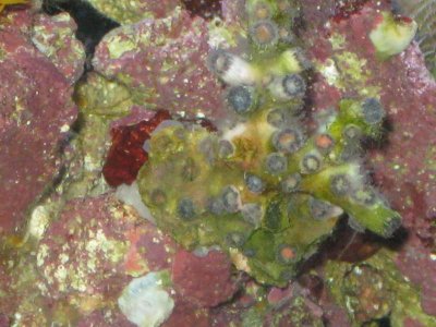 reef tank 069.jpg