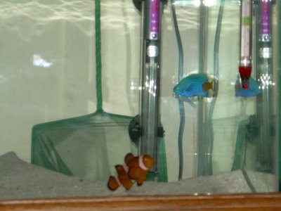 My fish 1.jpg