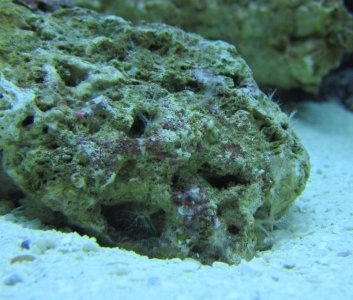 Rock with hitchhiker.jpg