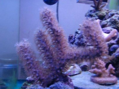 new 30 gallon 4.jpg