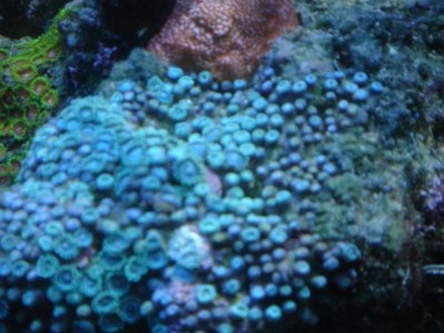 blue zoas 002.jpg