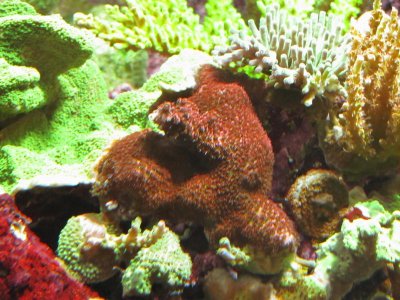 Acropora sp (ORA Red Planet).jpg
