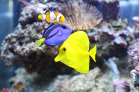 corals and taeyen 024.jpg