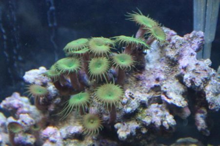 corals and taeyen 026.jpg