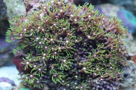 corals and taeyen 038.jpg