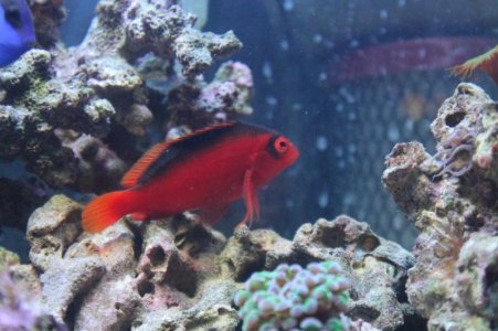 corals and taeyen 025.jpg