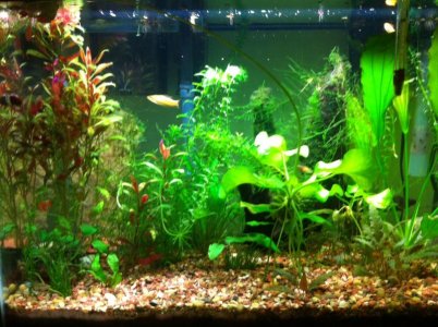 Planted 20.jpg Planted 20.jpg