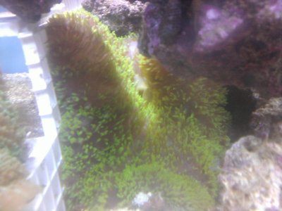 green carpet nem.jpg