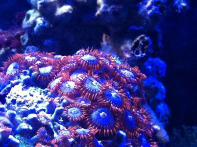 zoo'sleds.jpg