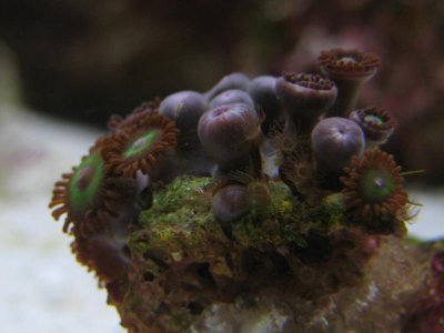 zoas.jpg