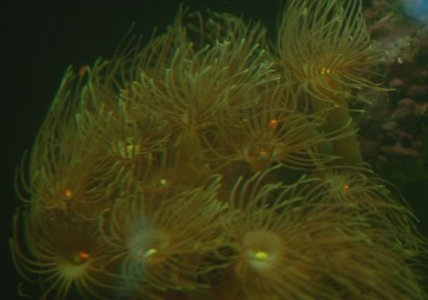 Yellow Zooanthid Spawning.jpg