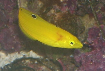 yellow_wrasse.jpg