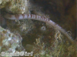 peanut_worm1x.jpg