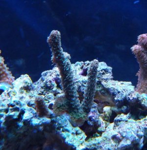 dxcgfm,fhxd 069 (783x800).jpg
