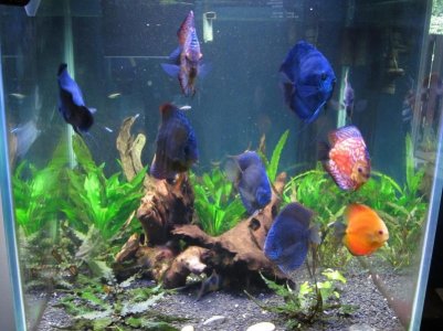 Discus_Herbie_Overflow.1.jpg