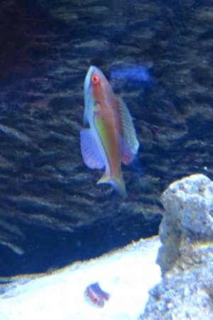 mauritian flasher.jpg