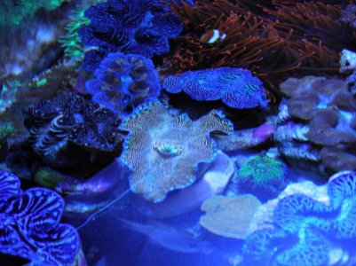 apon zero edge clams.jpg