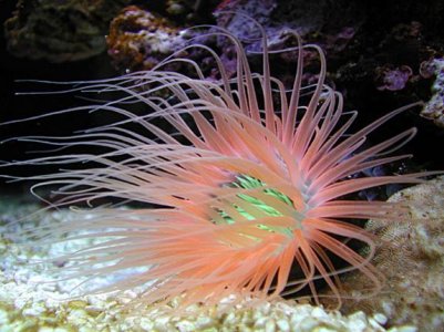 Tube Anemone1.jpg