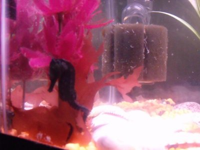 sea horse corner.jpg