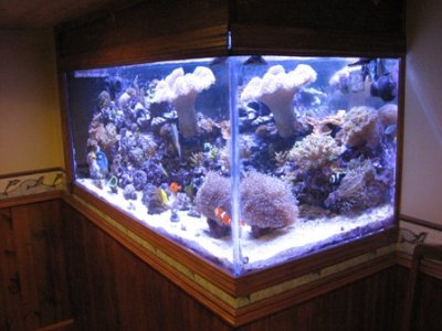 Aquarium 025.JPG