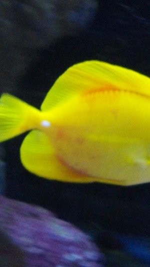 yellow tang.jpg