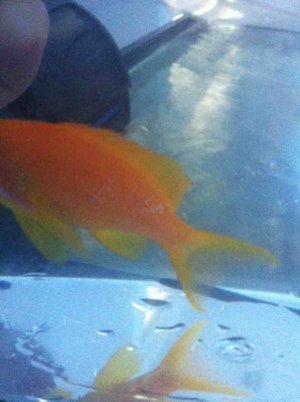 ImageUploadedByTapatalk1340659558.511471.jpg ImageUploadedByTapatalk1340659558.511471.jpg