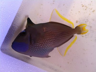 Male Blue Throat.jpg