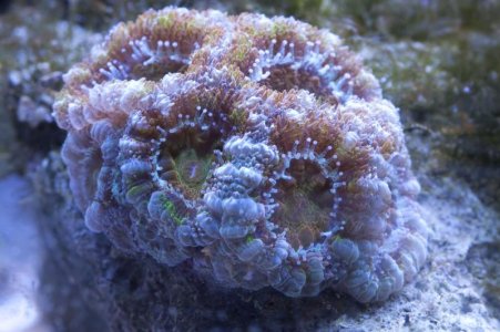 acans-01.jpg