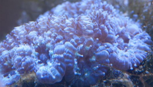 acans-02.jpg