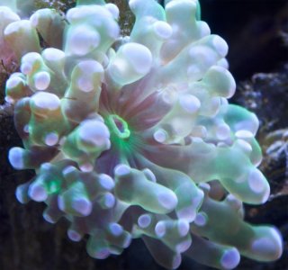 frogspawn-01.jpg