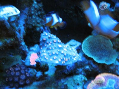 Mike Coral 6 6-1-12.jpg